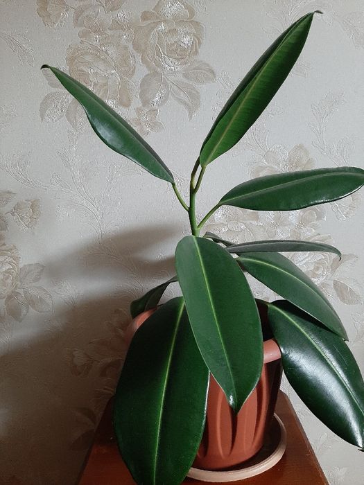 Продам фикус каучуконосный