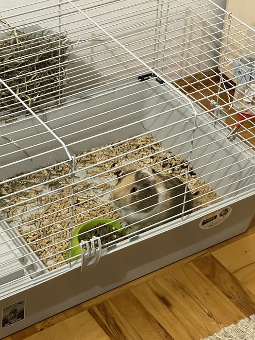 Vand URGENT Porcusor de Guinea