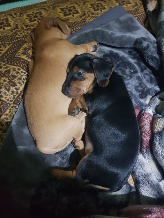 Продаются щенки таксы. Родились 22 сентября им уже почти 2 месяца.