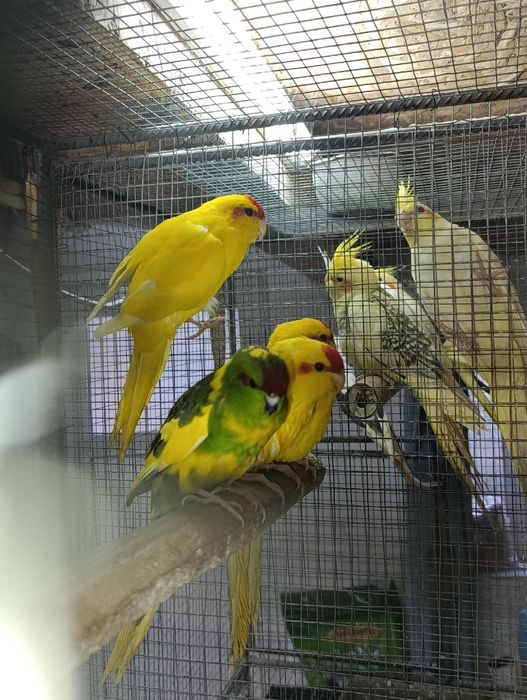 Коледна промоция на папагали