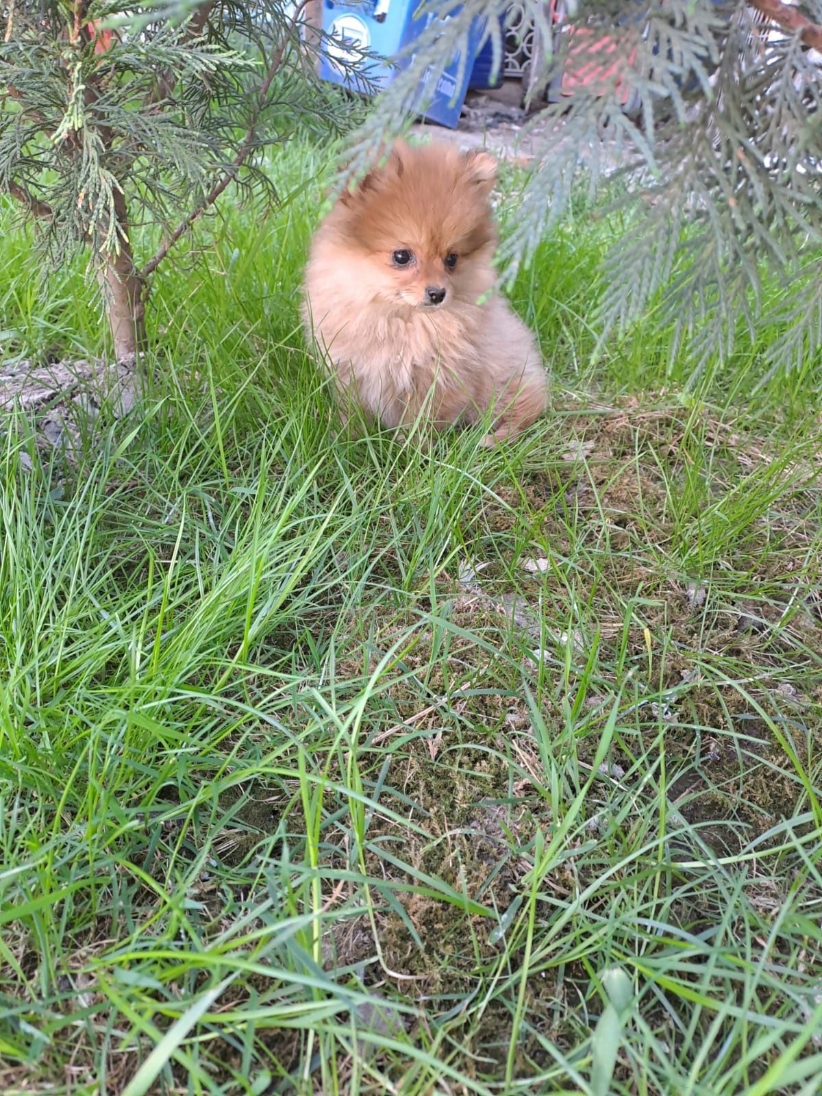 Disponibili pomeranian