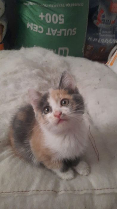 Отдам в добрые руки кошечку