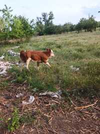 Vand vitel gras de 2 luni