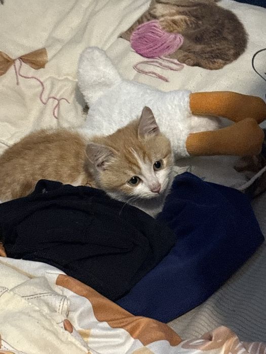 отдам в добрые руки котенка