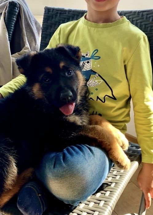 Pui ciobanesc german