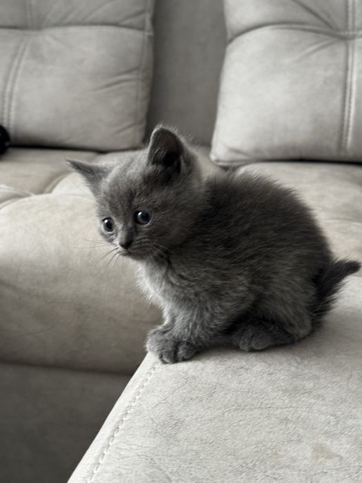 Mushuk sotiladi 35 kunlik