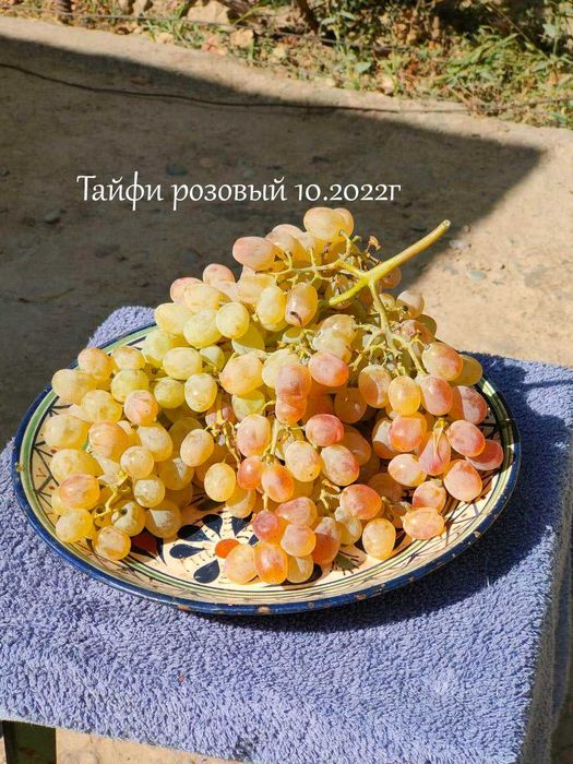 Саженцы винограда