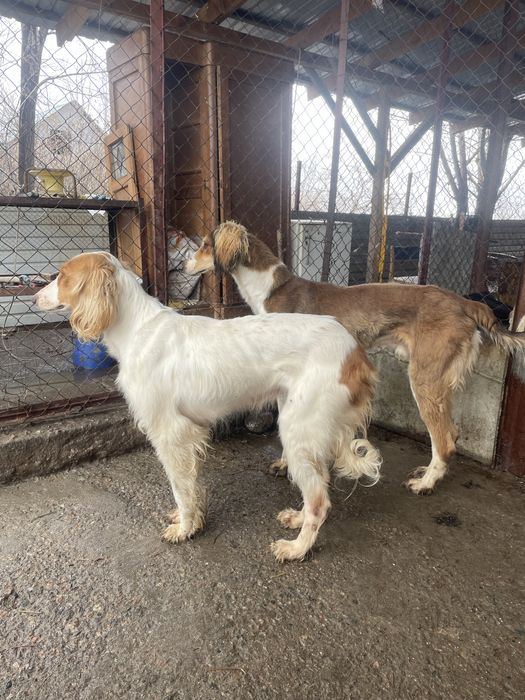 Гостиница для ваших питомцев