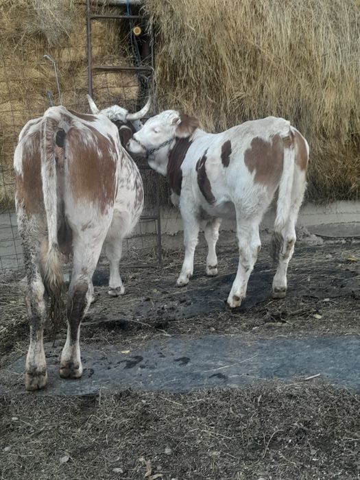 Vand doua vaci cu doua vitele