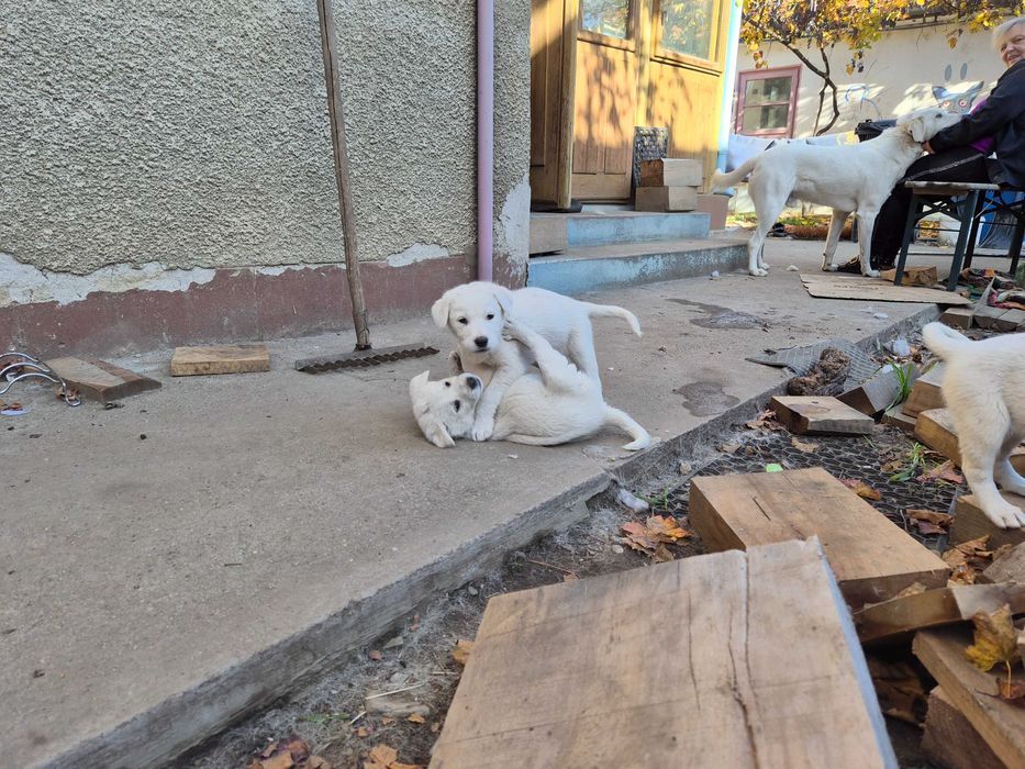 Catelusi albi stramos labrador metis