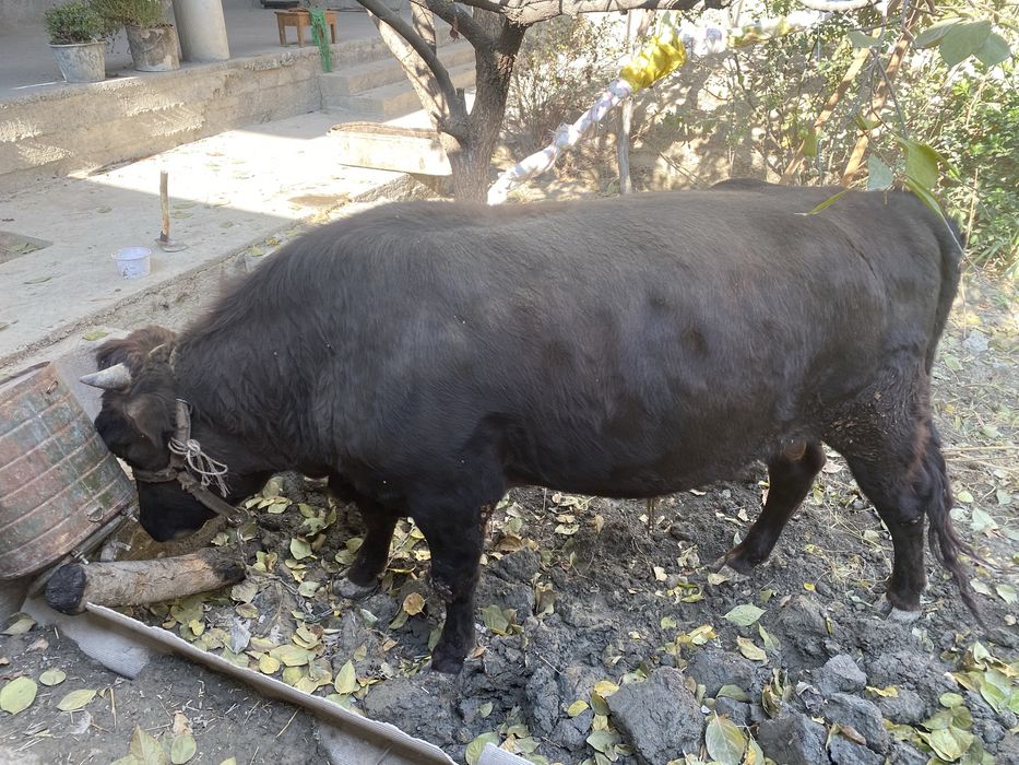 Buqa sotiladi yem yedan boqma