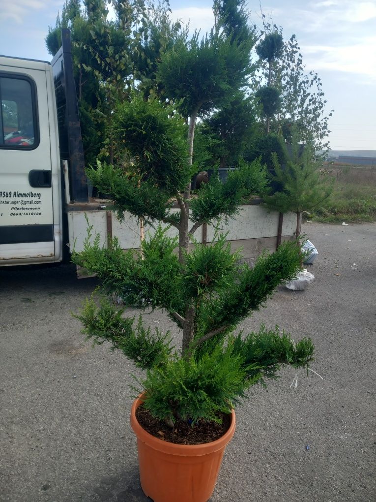 Tuia-thuja de orice specie/arbori ornamentali mesteacăn, tei,stejar