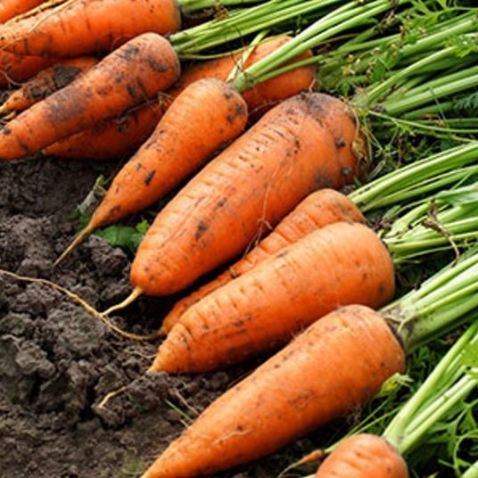 Свежая морковь оптом — сорт “Шантане” 

Вот готовый вариан