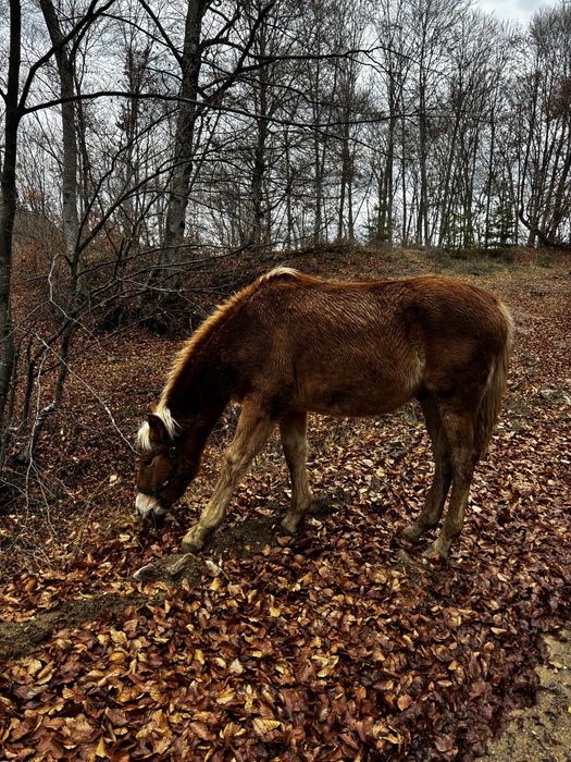 Кон, мъжки хафлингер