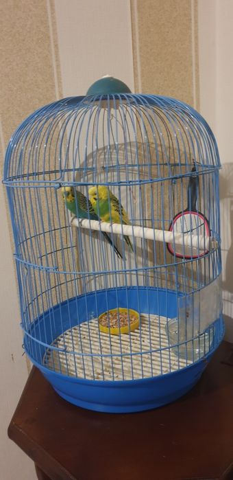 Продам попугаев ( с клеткой вместе).