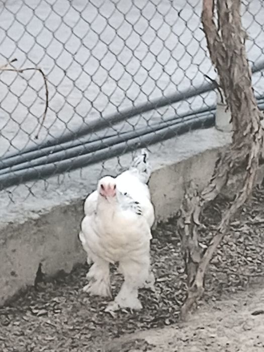 Светлый брама тауықтары сатылады