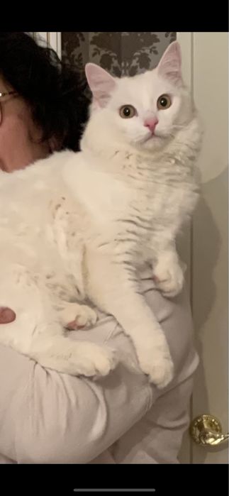 Пропал КОТ на Юго Западе 1 БЕЛЫЙ Пушистый