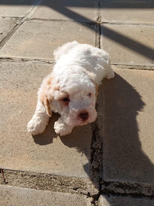 Лагото Романьоло