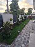 Gazon rulou premium