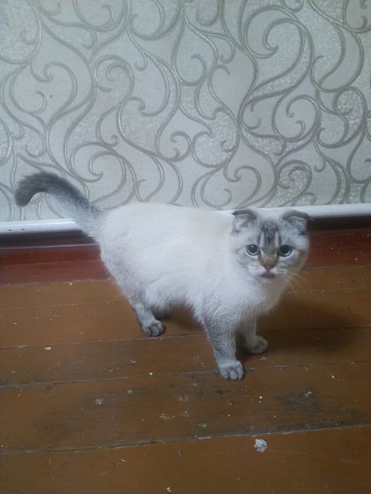 Mushug scottish fold кот