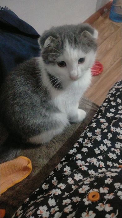 Продоётся катёнок мальчик