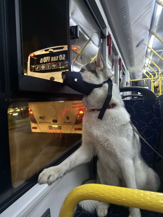 Собака породы Хаски , в хорошие руки