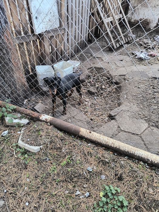 Ягтериери две женски на 6 месеца ваксинирани цена по 250 лв