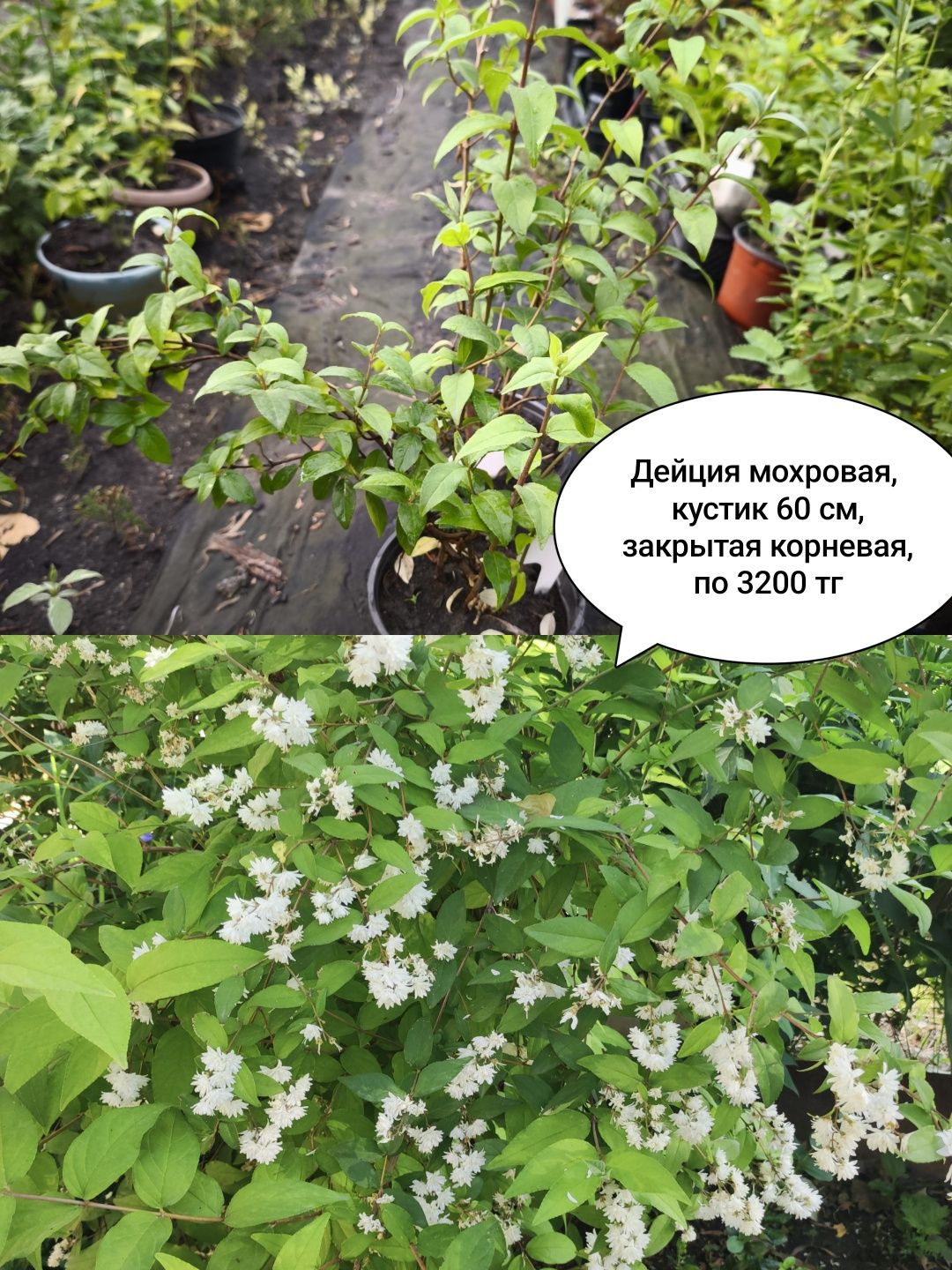 Гибискус, самшит, Бересклет,ель,пихта