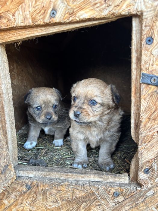 Două cățeleușe caută căsuță noua  (donez)