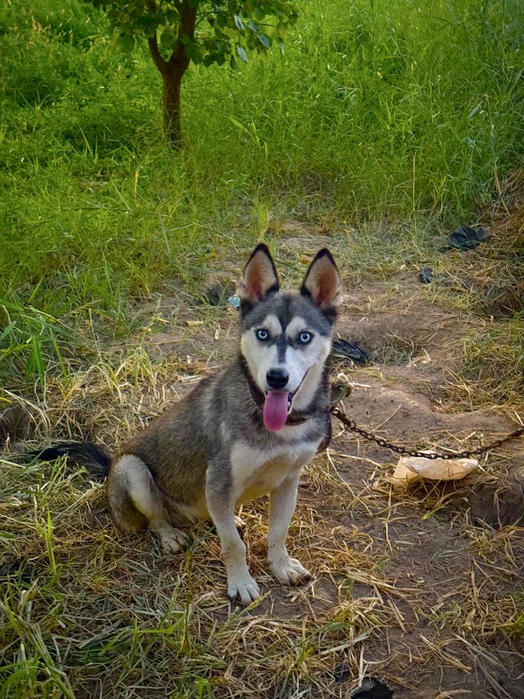 Xaski kuchuk it hatiko