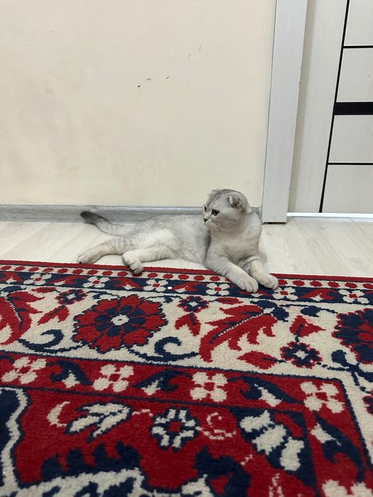 Mushuk Scottish fold