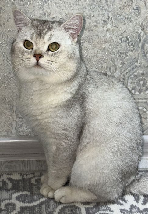 British shorthair silver shinshilla