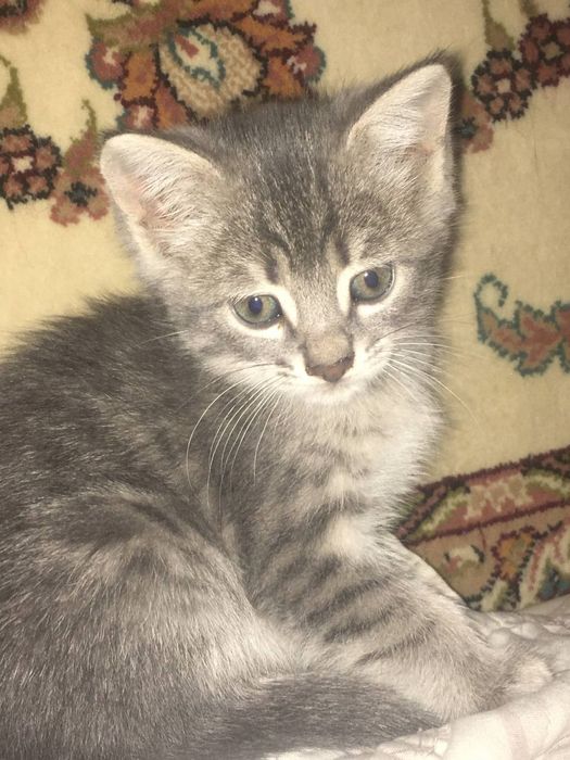 Котята в хорошие руки