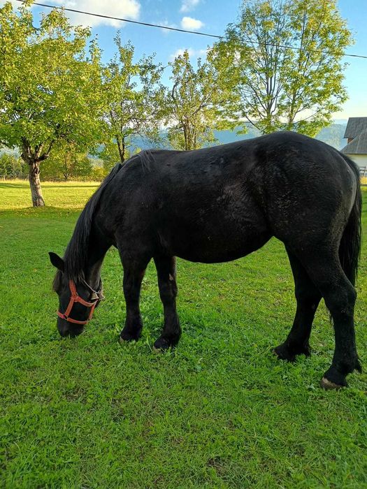 Vând mânză neagră