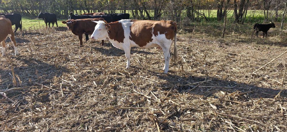 2 vaci baltate tinere