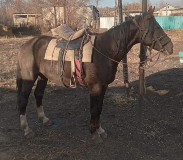 Жеребец! Жорга     .