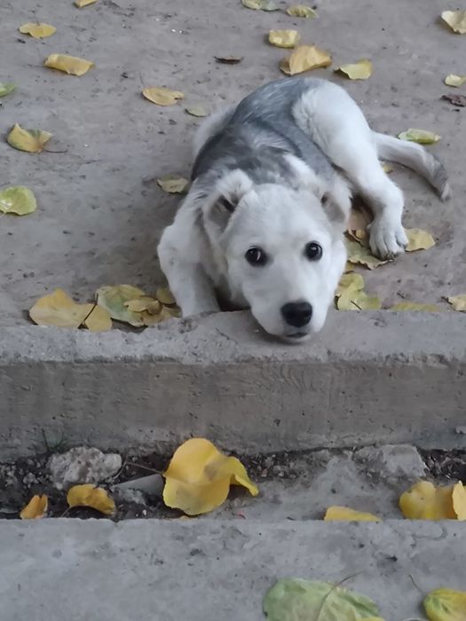 Yaxshi mexribon insonlarga bervoriladi kuchuk bola 3  4 oylik oʻgʻil