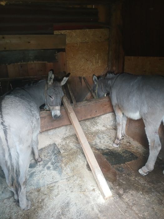 Vând măgari  ușori negociabil