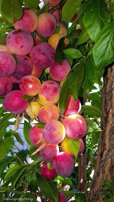 Pomi columnari pepiniera propie