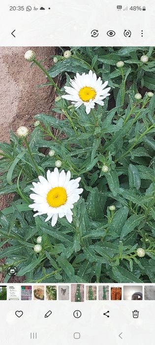 Ромашка многолетняя