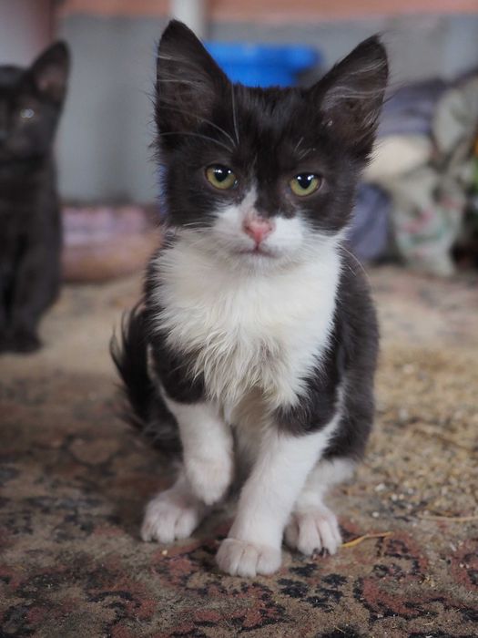 Donez pisici - 1 pisica si 3 motanei