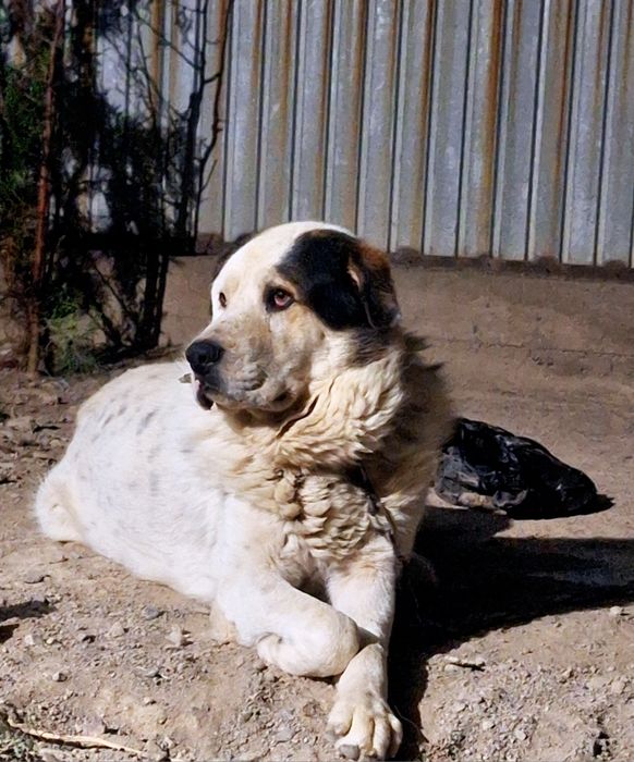 Связи с переездрм .Продам в хорошие руки Преданный к хозяину  Любит де