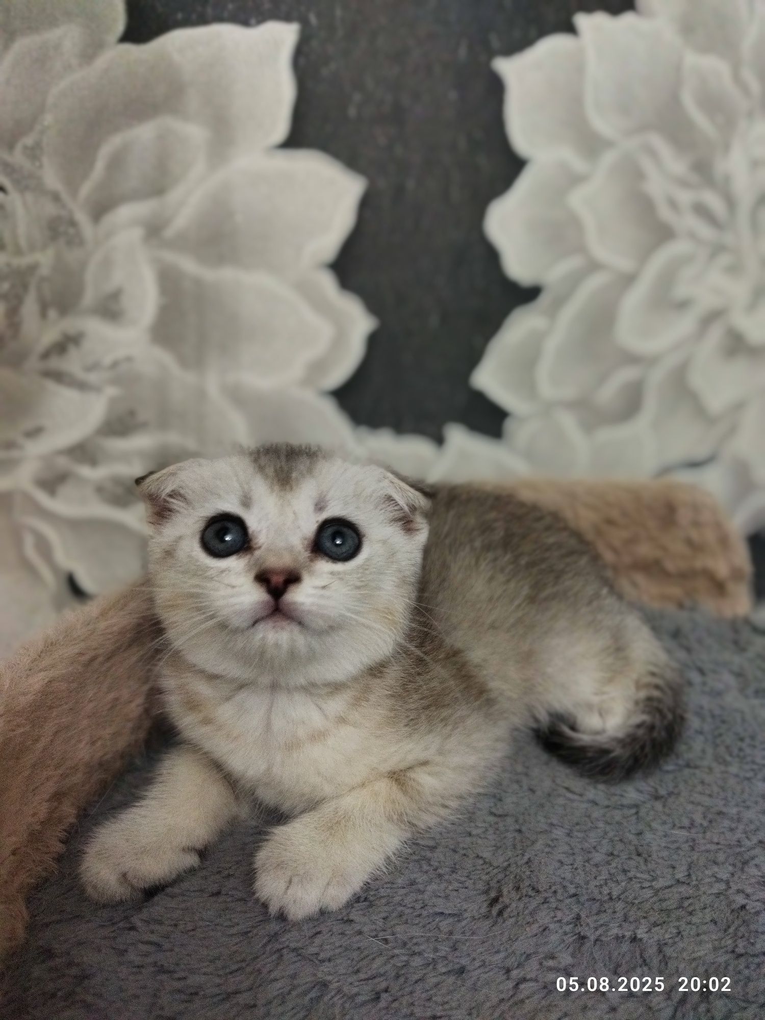 Срочно продаются шотландские котята