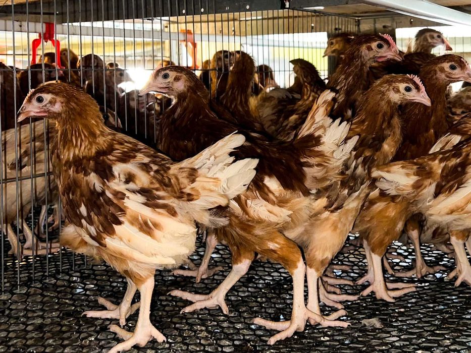 Comandă acum - Puicuţe ouătoare – Lot Limitat