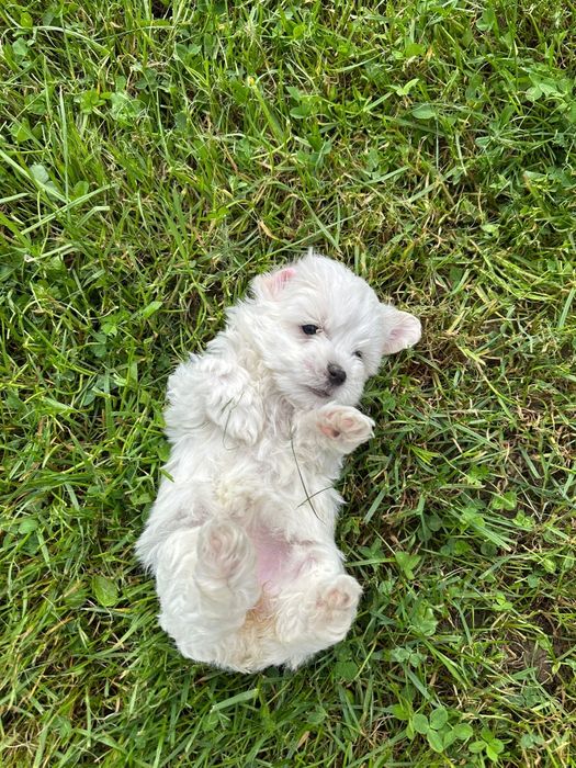 Bichon maltez talie micuta