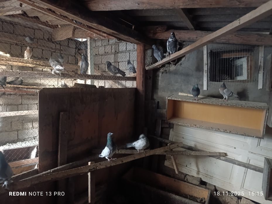 Кабутарлар сотилади