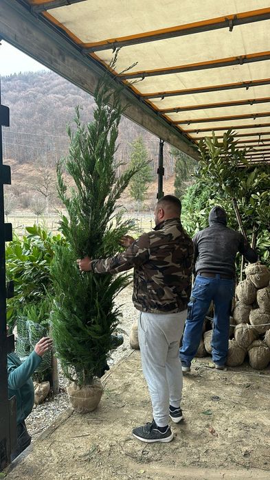 Chiparosi leilandi pentru gard viu
Înălțimi între 
250-270cm 
Asigura