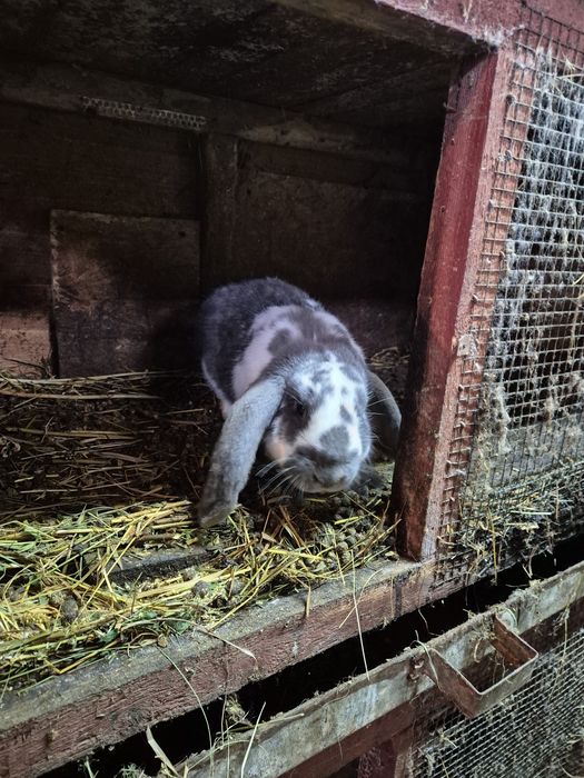 Iepuri din rasa Californian , fluturi,neo. Etc.