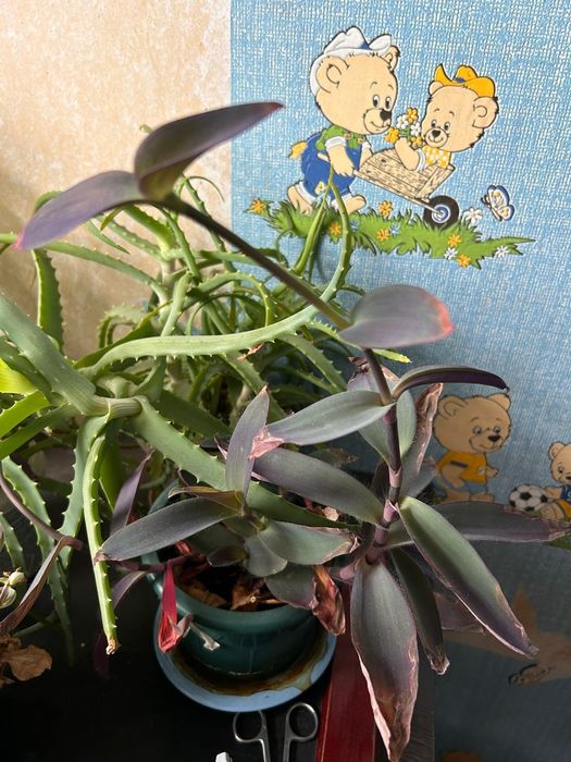 Продаются комнатные растения срочно