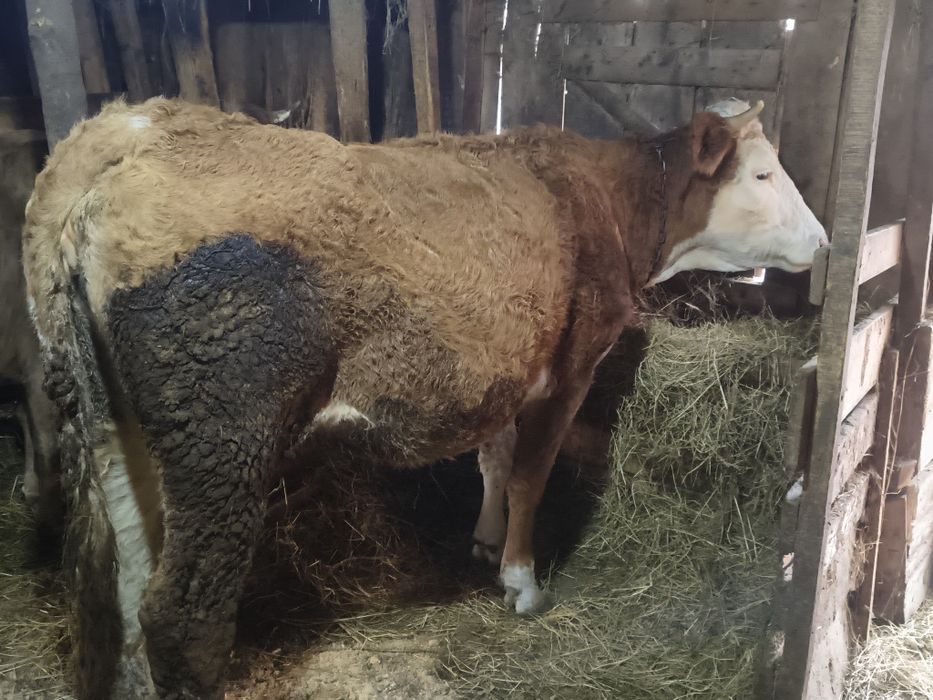 Vind vacă de 4 ani cu lapte cuminte